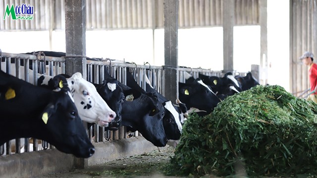 Mộc Châu Milk lãi giảm sâu, nguyên nhân vì sao? 