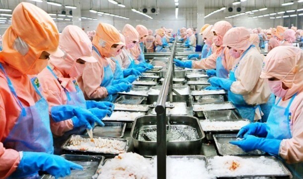 Thủy sản Minh Phú phục hồi lợi nhuận trong quý I/2025 sau hai quý thua lỗ