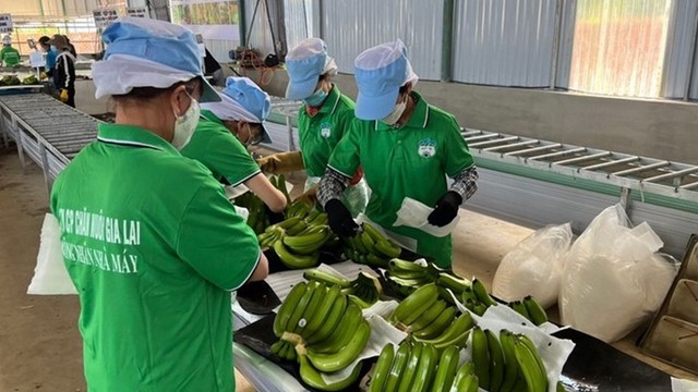 Điểm tin doanh nghiệp hôm nay (29/5): HAG hé lộ “tay chơi mới”, sếp Gtel tham gia Mobifone, VND họp cổ đông