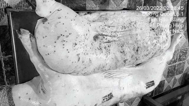  C.P. Việt Nam nói gì về cáo buộc bán thịt bẩn?