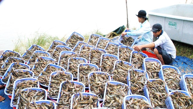 Xuất khẩu thủy sản Việt Nam tháng 5 chững lại, lo ngại thuế Mỹ gia tăng