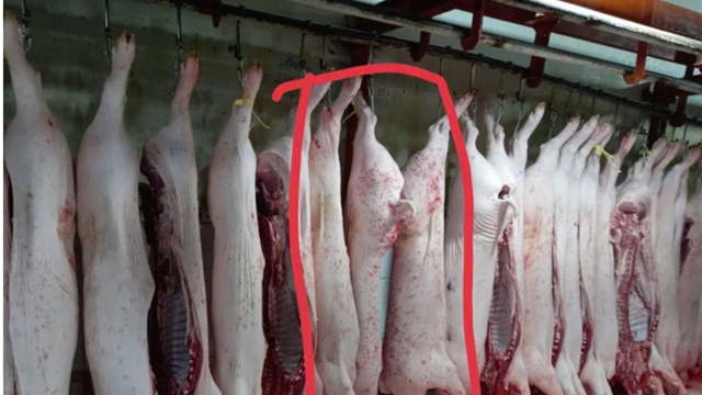 Nóng: Kết luận chính thức của Công an Sóc Trăng về nghi vấn C.P bán thịt heo bệnh