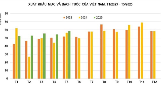 Xuất khẩu mực, bạch tuộc tăng tốc, kỳ vọng vượt mốc 700 triệu USD năm 2025
