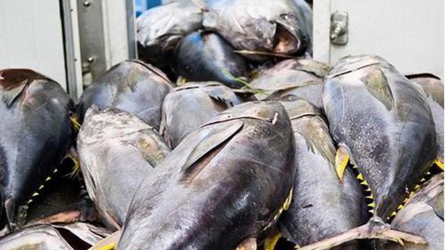 Xuất khẩu cá ngừ gặp nhiều thách thức