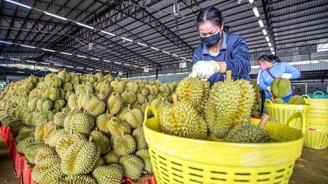 HAGL thông qua kế hoạch phát hành 210 triệu cổ phiếu để hoán đổi nợ