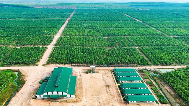 HAGL Agrico tăng thêm 61 tỷ đồng sau soát xét tài chính bán niên