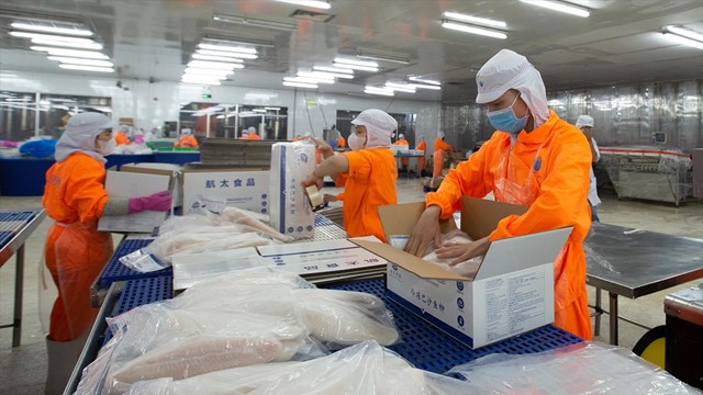 Navico báo lãi quý 3 tăng gấp 10 lần, mở rộng mạnh sang phân khúc cá rô phi