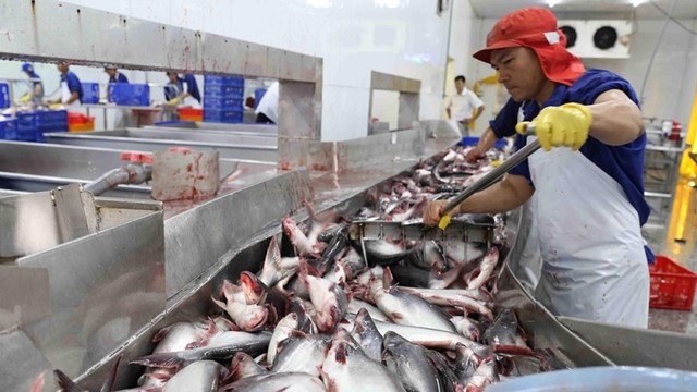 Xuất khẩu cá tra sang Trung Quốc phục hồi mạnh, đạt mức cao nhất từ đầu năm