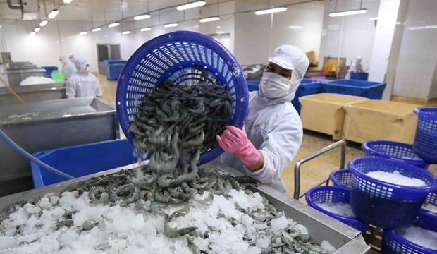Xuất khẩu tôm Việt Nam sang EU tăng trưởng, nhưng thách thức phía trước 