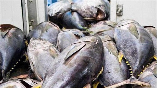 Xuất khẩu cá ngừ Việt Nam sang Tây Ban Nha: Biến động mạnh, cạnh tranh gia tăng