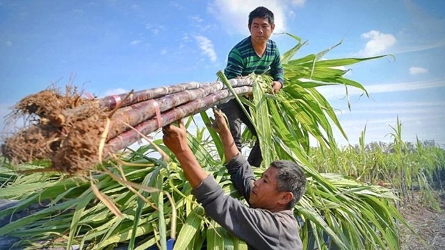 Buồn của Đường Kon Tum (KTS): Lợi nhuận giảm tới 83%, cổ phiếu đang có dấu hiệu bị bán tháo
