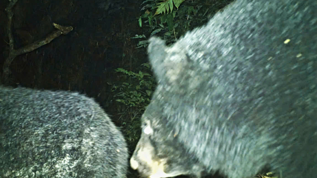 Việt Nam phát hiện loài gấu ngựa nguy cấp và quý hiếm toàn cầu dọc biên giới