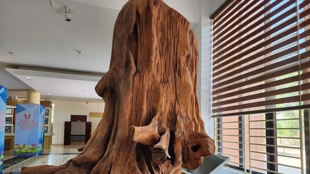 Gốc gỗ quý trăm năm giá trị hàng chục tỷ được tìm thấy ở Việt Nam, lực lượng chức năng lập tức đến hiện trường