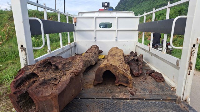 Người dân Việt Nam phát hiện khúc gỗ quý được ví như 'vàng xanh' dưới lòng suối, lực lượng chức năng khẩn trương đến hiện trường