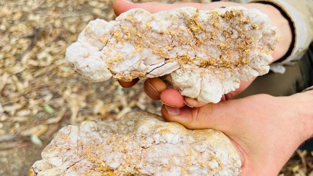 Sử dụng máy dò kim loại, người đàn ông đào được tảng đá chứa 2,6kg vàng nguyên chất trị giá hơn 4 tỷ