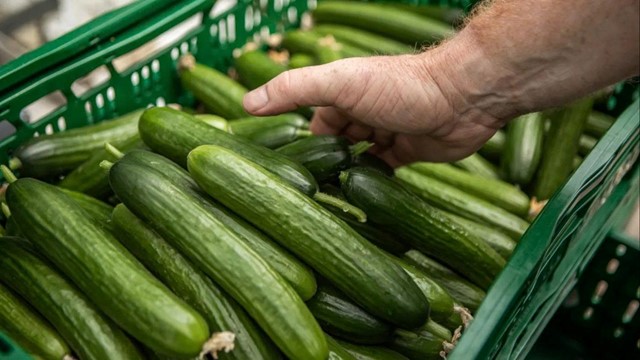 Gần 50 người ngộ độc vì dưa chuột nhiễm khuẩn, khẩn cấp thu hồi loạt mặt hàng liên quan