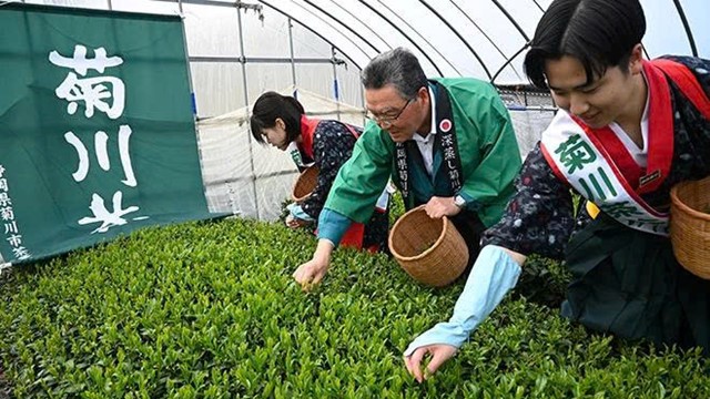 Giá matcha tăng 170%: Mùa hè lịch sử 'đốt cháy' ruộng trà Nhật Bản