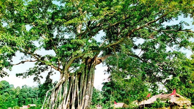 Ngôi làng duy nhất ở Việt Nam không có liệt sĩ dù hàng trăm người ra trận, từng là nơi ở và làm việc của Bác Hồ, Đại tướng Võ Nguyên Giáp