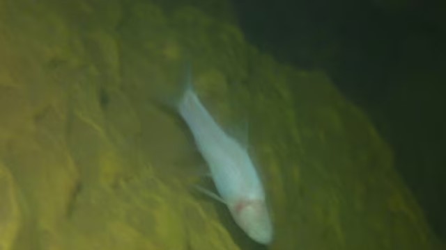 Phát hiện loài cá bí ẩn sống trong sông ngầm tại Di sản thiên nhiên thế giới xuyên biên Việt - Lào