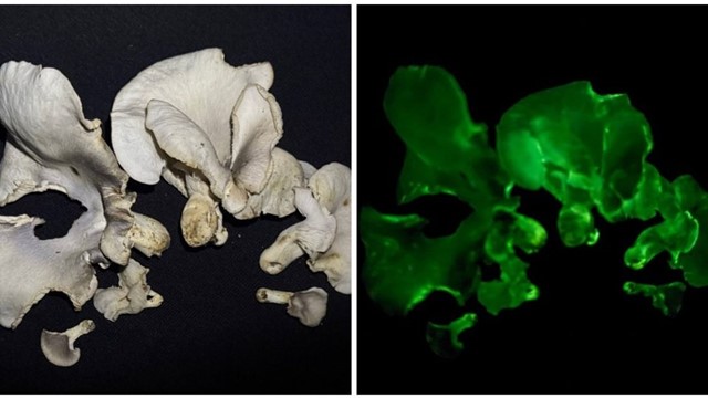 Phát hiện hai loài nấm phát sáng trong vườn quốc gia tại tỉnh ‘Việt Nam thu nhỏ’