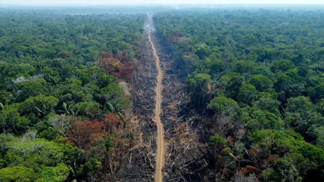 Rừng nhiệt đới lớn nhất thế giới đối mặt nguy cơ biến mất trong 100 năm tới