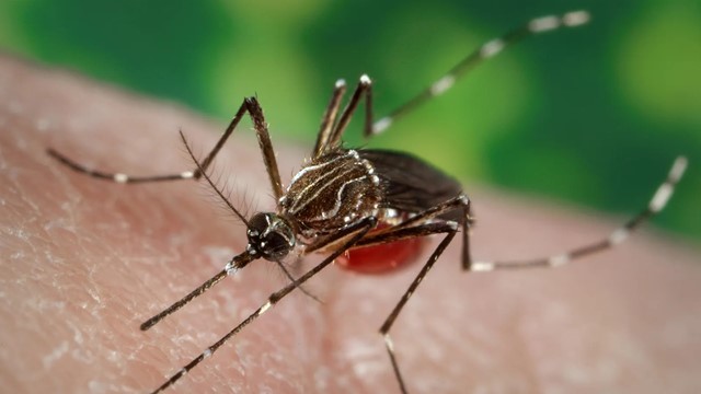 Bộ Y tế bác tin Việt Nam có ca mắc Chikungunya