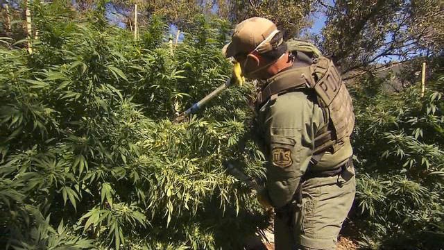 Phát hiện trang trại cần sa quy mô lớn trong công viên quốc gia, thu giữ 2.300 cây và 900kg rác thải độc hại 