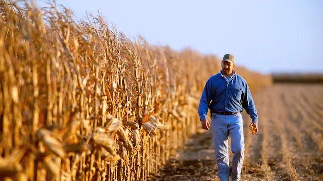 Chính phủ đóng cửa, trợ cấp ‘đóng băng’, nông dân Mỹ kêu cứu giữa mùa vụ