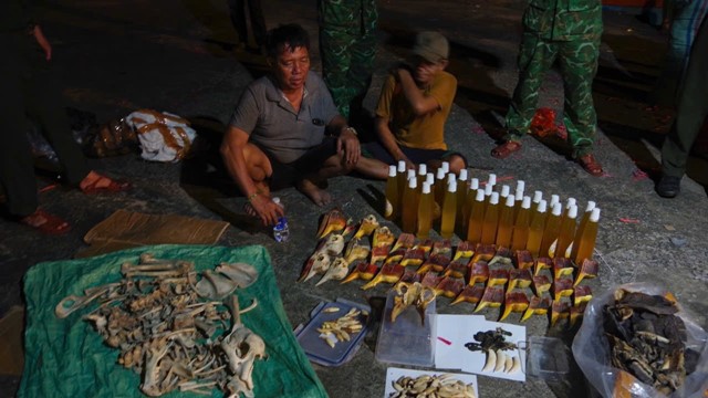Phát hiện, thu giữ hơn 7 tấn sản phẩm động vật hoang dã vận chuyển trái phép