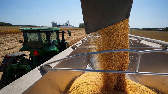 Nông dân Mỹ ‘chết đứng’ vì Trung Quốc quay lưng, Nhà Trắng tung 14 tỷ USD giải cứu