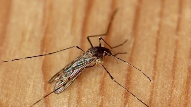 Phát hiện chấn động tại quốc gia duy nhất trên thế giới không có muỗi