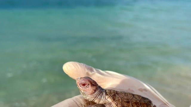 'Thủ phủ rùa biển' của Việt Nam đón tin vui