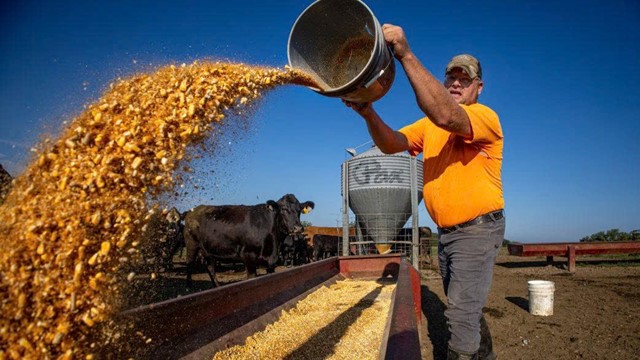 Cái giá của thương chiến: Vừa 'mất trắng' vì Trung Quốc, một mặt hàng nông nghiệp khác lại khiến nông dân Mỹ điêu đứng