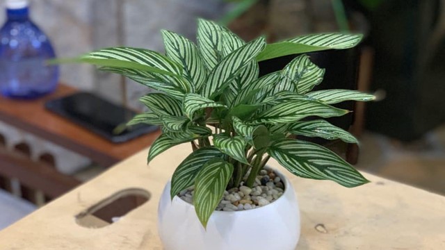 Loại cây được mệnh danh là 'bùa may mắn', nên trồng trong nhà để tăng vận khí, hút tài lộc