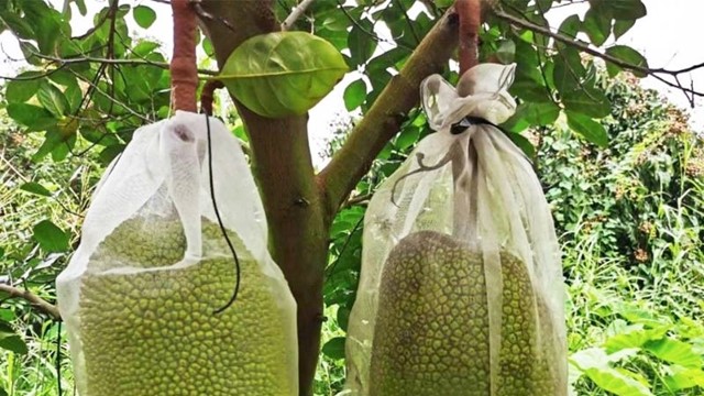 Vì sao trộm 2 quả mít chưa đến 400.000 đồng lại bị khởi tố?