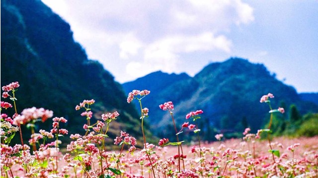 Du lịch Việt bùng nổ tour theo mùa chi phối thị trường, doanh nghiệp nắm ‘cơ hội vàng’