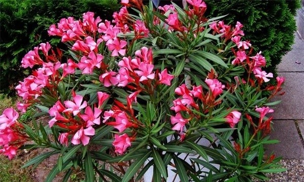 6 loại cây được NASA khuyên trồng trong nhà, 3 cây nên tránh