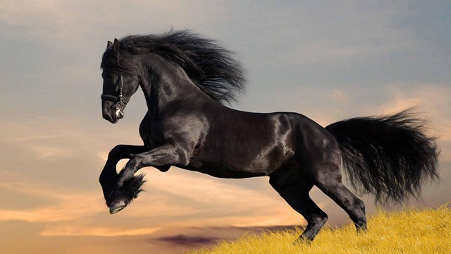 Năm 2026, 4 con giáp bỗng dưng giàu có, mua nhà tậu xe