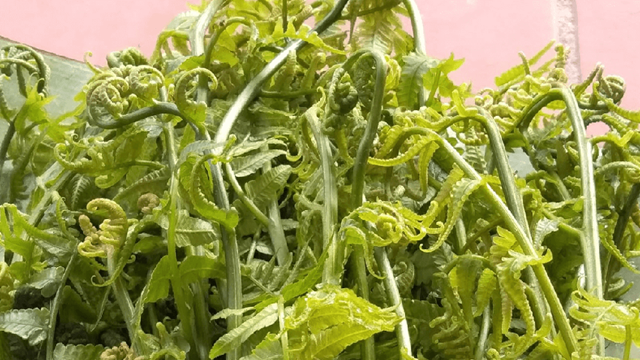 Loại rau được người Trung Quốc xem như 'rau trường sinh' nhưng ở Việt Nam lại mọc dại, ít người biết