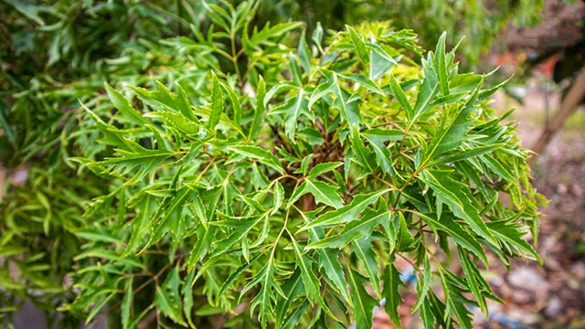 Việt Nam có một loại cây dược liệu quý, được gọi là 'nhân sâm của người nghèo', giá thành cực rẻ 