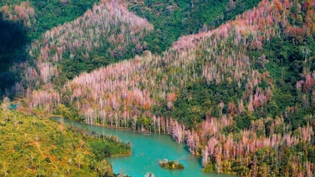 Miền Trung của Việt Nam có một nơi được ví như 'góc trời Âu thu nhỏ', rừng phong hương đổi màu đẹp ngỡ ngàng