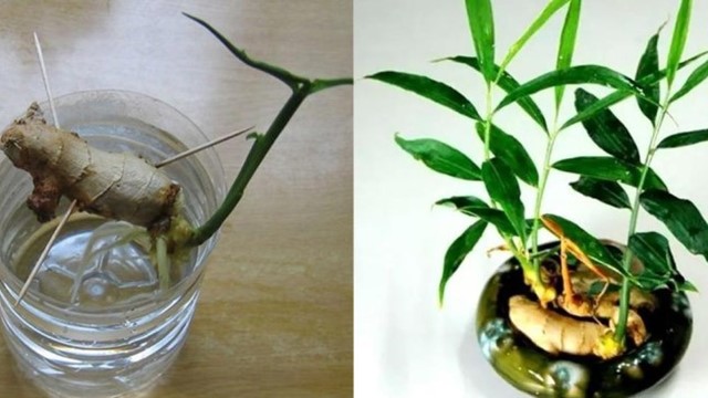 Trồng gừng theo quy tắc này, 7 ngày sau mầm cây tươi tốt, gia tăng vận khí cho gia chủ