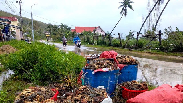 'Thủ phủ tôm hùm' bị xóa sổ