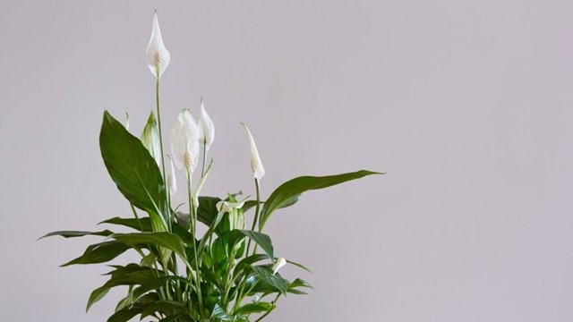 6 loại cây hợp mệnh Thủy nên đặt trên bàn làm việc để thu hút tài lộc, cân bằng năng lượng