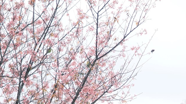 Nơi được mệnh danh là 'tiểu Paris của Việt Nam' có lượt tìm kiếm nhiều nhất trên Google 2025