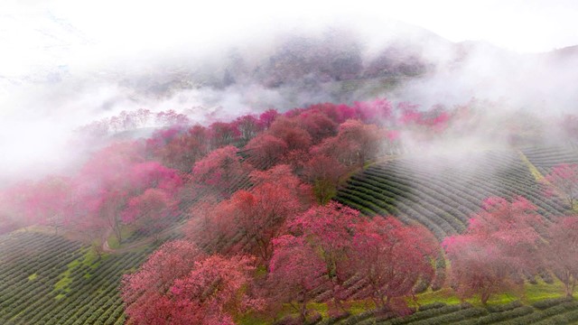 Việt Nam có một nơi được mệnh danh là 'châu Âu thu nhỏ', cách Hà Nội hơn 300km, đang bước vào mùa hoa đẹp nhất năm