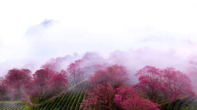 Đồi chè nằm ở độ cao 1.800m, được ví như 'viên ngọc xanh' của cung đèo ngoạn mục bậc nhất miền Bắc 