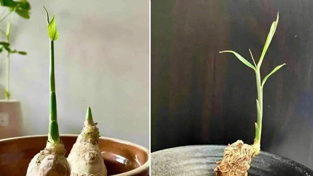 Thời điểm tốt nhất trồng chậu gừng đón tài lộc năm mới 2026