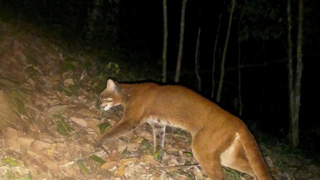 Việt Nam phát hiện beo lửa đặc biệt quý hiếm trong tự nhiên