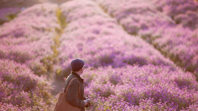 Phát hiện vườn hoa bách nhật nở rộ, đẹp như trời Âu giữa Hà Nội